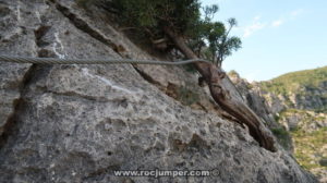 Árbolito en Flanqueos Tramo 3 - Vía Ferrata Penyaflor - Els Reguers - RocJumper