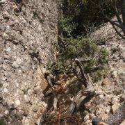 18-aresta-brucs-la-saca-gran-montserrat-canal