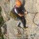 16-via-ferrata-topi-crestes-conill