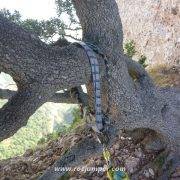 Cavall Bernat Vía Normal Largo 0 rápel en el árbol