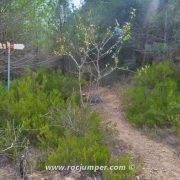 Punta Rodona (100 Cims) - Sendero Campo