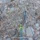 10 Via Infidels Cara Mico Plantacio Montserrat Rocjumper