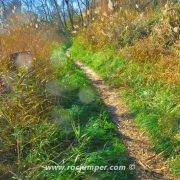 Sendero entre vegetación