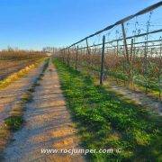 Pista entre cultivos