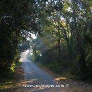 Pista asfaltada en el bosque