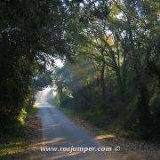 Pista asfaltada en el bosque