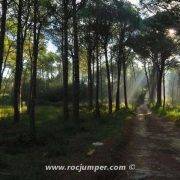 Camino por el bosque