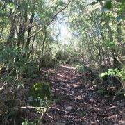 Sendero dentro del Bosque