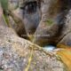 015 Barranc Pas Escalell Castell Areny RocjumperIMG 20180624 23191