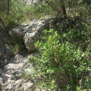 Canal con Vegetación - Vía Ferrata Santo Cristo de Olvena