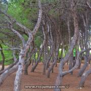 Bosque de Altafulla