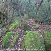 Sendero musgos - Llinars del Vallès