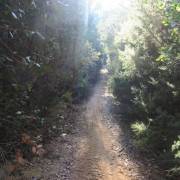 Sendero entre árboles Parc de la Serralada Litoral