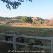 Caballo - Manso Riera - Hípica