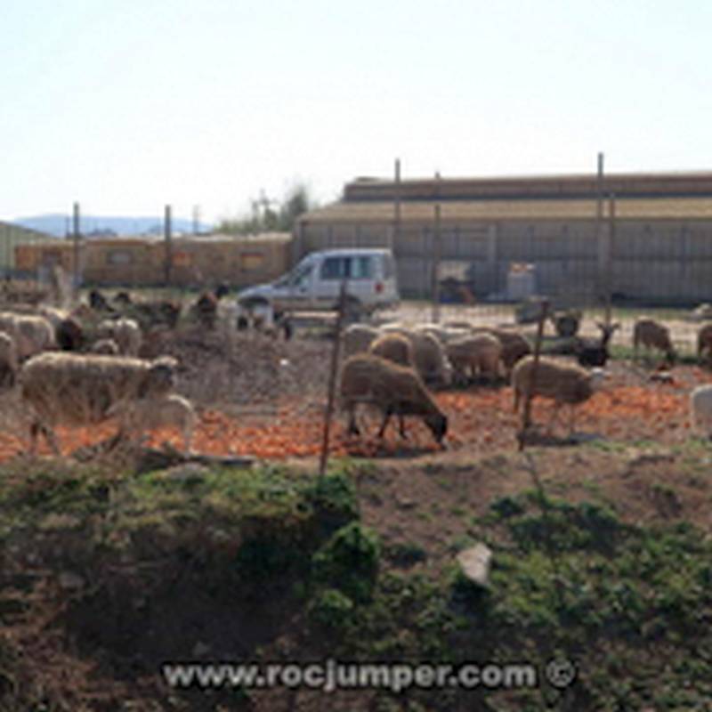 Granja Ovejas Ulldecona