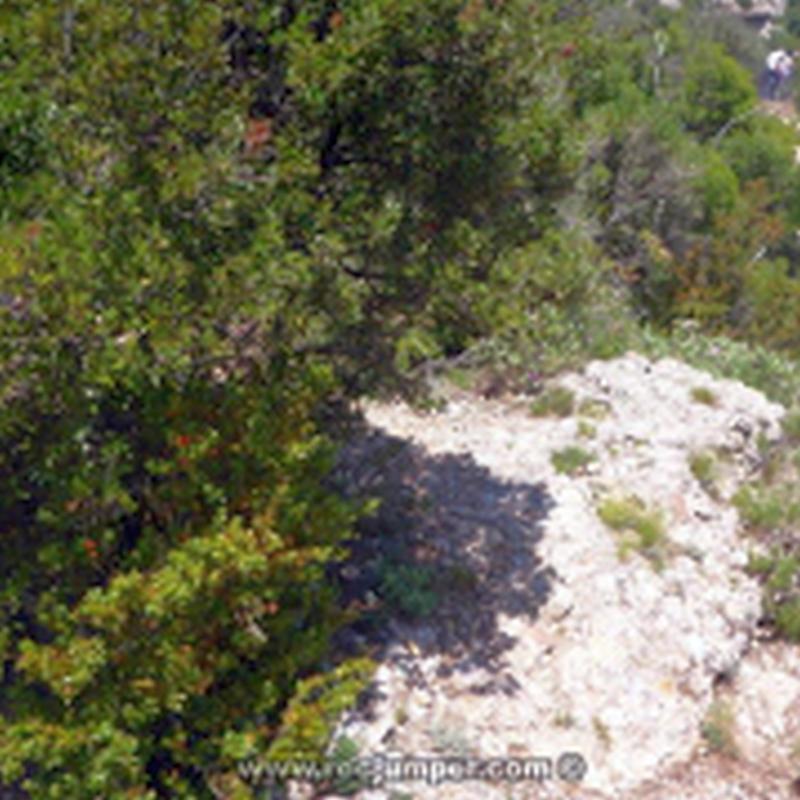 Árbol reunión Largo 6 Vía Camí de l'Alsina - Miranda de Pas dels Francesos - Montserrat