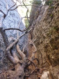 Raíces Canal dels Micos - Vía Ferrata Borinot - Montserrat - RocJumper