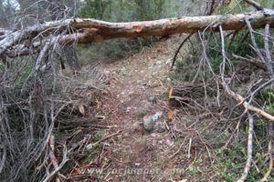 Sendero de Aproximación con árbol caído - RocJumper