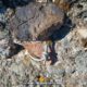 018 Via Jaume Ferrandez Rubio Contrafort Cajoleta Montserrat Rocjumper