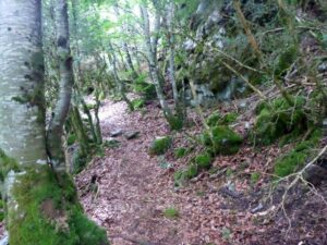 Sendero aproximación en el bosque - Vía Ferrata Pico Articalena - Sela de Oza - RocJumper