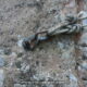 024 Torrent Balaguer Torrent Cavall Bernat Montserrat Rocjumper
