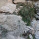 085 Torrent Balaguer Torrent Cavall Bernat Montserrat Rocjumper