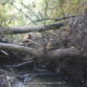 039 Torrent Guitza Canaletes Rocjumper