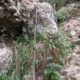 012 Cap Mort Torrent Balaguer Canal Torrent Cavall Benat Montserrat Rocjumper