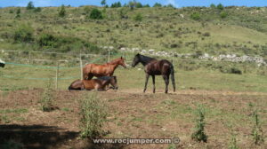 Hípica Cal Menut - Grau de Jou - Grau dels Boigs - Sant Corneli - RocJumper