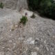030 Cap Mort Torrent Balaguer Canal Torrent Cavall Benat Montserrat Rocjumper