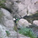 032 Torrent Greixot Guardiola Bergueda Rocjumper