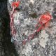 023 Via Ferrata Hacho Colmenar Rocjumper