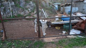 Perro pastor - Vía Ferrata Benaoján - RocJumper