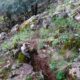 062 Via Ferrata Pita 100 Caños K3 Villanueva Trabuco Rocjumper