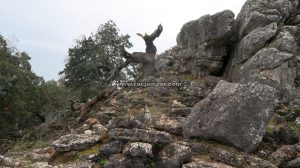 Árbol característico - Vía Ferrata Sierra del Hacho - Gaucín - RocJumper