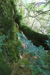 Destrepes - Torrent de Bosoms - Guixers - RocJumper