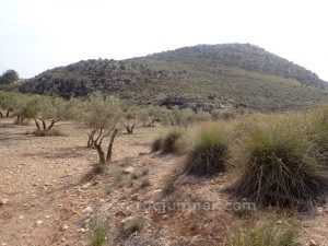 Campo de Olivos - Barranco de la Raja de Alicún - RocJumper