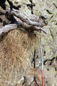 Micropino - Vía de la Primavera - Dent d'en Rosell - Queralbs - RocJumper