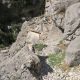 017 Canon Peralejo Castril Rocjumper