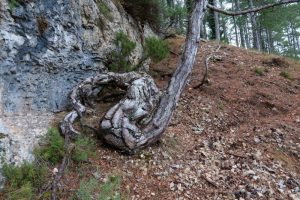 Árbol-Serpiente - Canal de Ase - Canal de les Peonies - Beceite - RocJumper