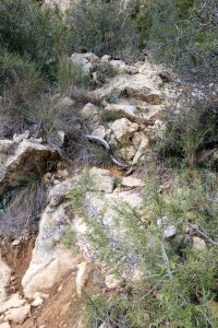 Ascenso - Paret de la Formiguera - Sant Llorenç de Montgai - RocJumper