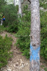 X azul en el árbol - Barranco de Palanques - Beceite - RocJumper