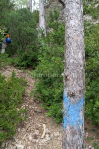 X azul en el árbol - Barranco de Palanques - Beceite - RocJumper