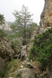 Árbol R1 - Vía Ferrata Avenc Ombría de Toll Blau - Mas Barberans - RocJumper