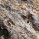 040 Via Normal Formiguera Sant Llorenc Montgai Rocjumper