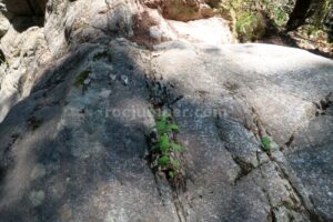 Resalte - Barranco Fou de Manyaques - Le Tech - RocJumper