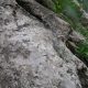 033 Barranc Obaga Negra Boixols Rocjumper