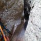 040 Barranco Cueva Cabrito Almunias Rodellar Rocjumper