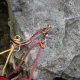 043 Torrent Corba Bruguera Rocjumper