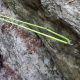 061 Torrent Corba Bruguera Rocjumper